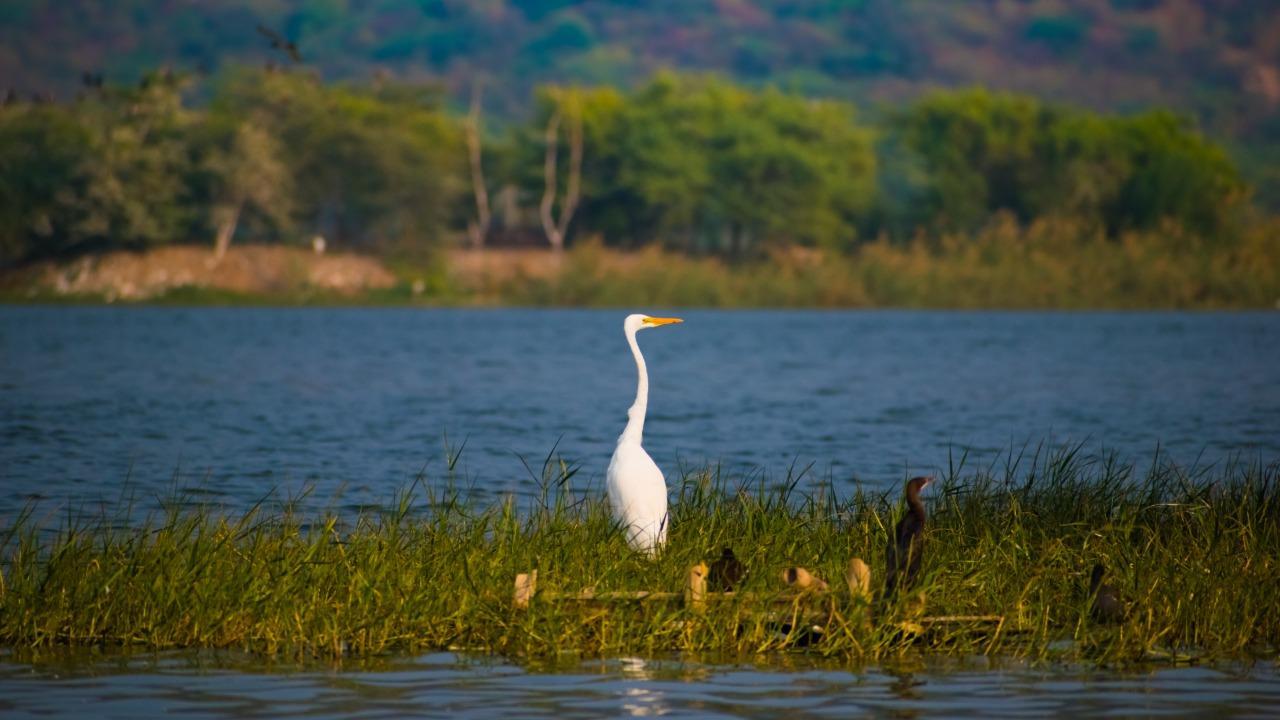 On World Wetlands Day, India announces two new Ramsar sites in Gujarat and UP 